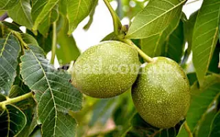 Клишковский / Клішківський