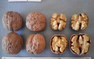 Подільський Бокоплідний