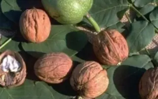 Ronde de Montignac / Ронд де Монтиньяк