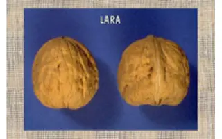 Pieral / Пьєраль