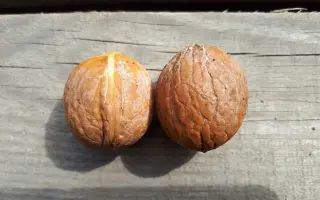 СЕР МАДЖЕСТІК