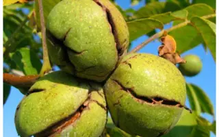 TIMOFEI / ТІМОФЕЙ