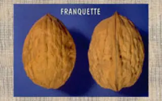 Franguette / Франкет