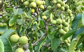 Chandler / Чандлер