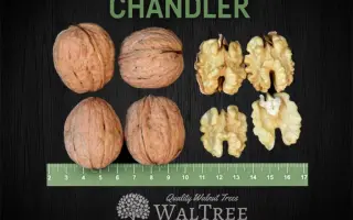 ChANDLER А1 / ЧАНДЛЕР А1