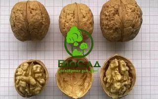 Чернивецкий 2 / Чернівецький 2