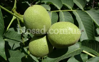 Буковинская бомба / Буковинська бомба