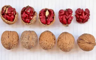 Красавец / Красавець