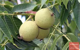 Лунгуеце