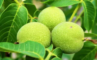 Meylannaise / Меланез