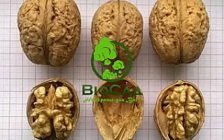 Прикарпатский / Прикарпатський