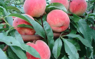 Киевский ранний / Київський ранній