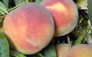 Laurol 1 / Лаурол 1