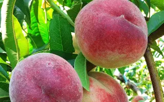 Лесостепной / Лісостеповий