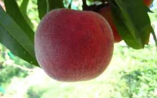 Любимець II / Любимець ІI