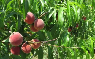 Manchzhurskyi 2 / Маньчжурський 2