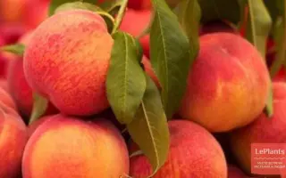 Мелитопольский ясный / Мелітопольський ясний