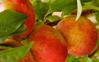 Нектарин киевский / Нектарін київський