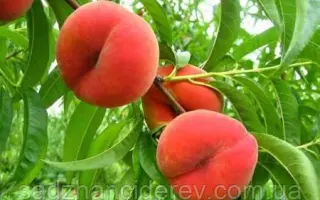 Оксамитовий