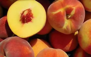 P. F. 25.1 / П. Ф. 25.1