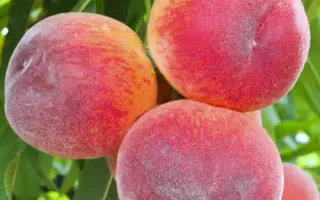 P.F.24-007 / П.Ф. 24-007