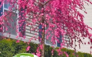 Pajalade / Пажалад