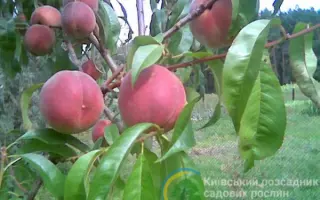 Пам'ять Гришко