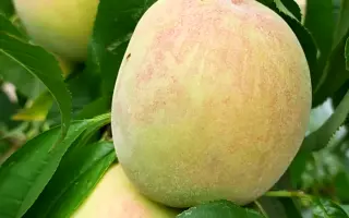 Память Шевченко / Пам'ять Шевченка