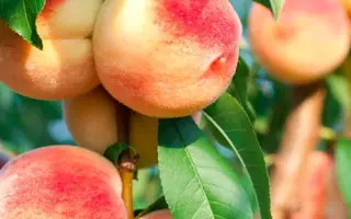 Печерський