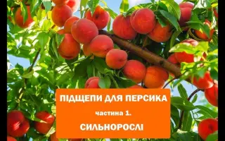Подвойный 1 / Підщепний 1