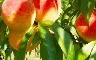 Подарок Киева / Подарок Києва