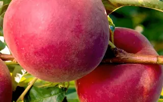 Roial Esteit 1 / Роял Естейт 1