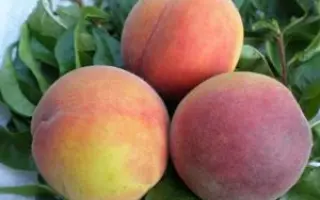 Румяный / Рум'яний