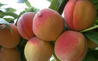 Ювілейний Сидоренка