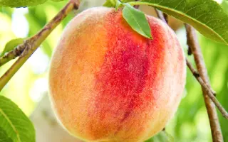 Золотистый / Золотистий