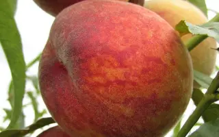 Иван Тупицын / Іван Тупіцин