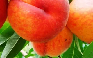 Июнский / Іюньський