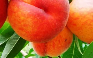 Іюньський ранній