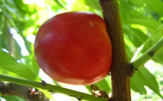 Кримсон Голд / Крімсон Голд