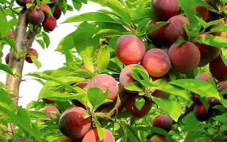 Evrika 99.1 / Евріка 99.1