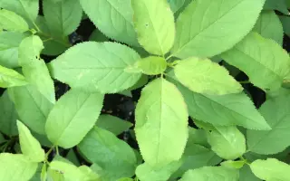 Myrobalan 29C / Міробалан 29С