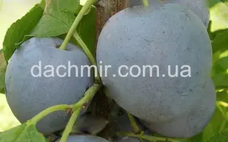 Київська гібридна