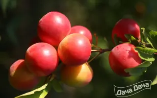 Пламенна