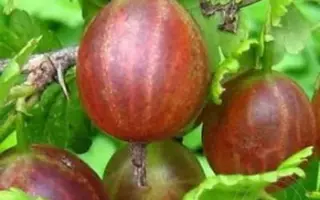 Кам'янград