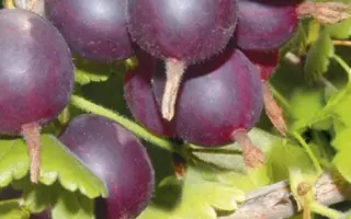 Карат