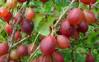 Красень