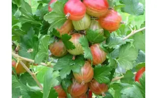 Xenia / Ксенія