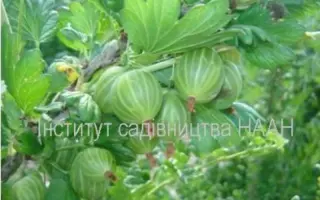 Хрещеник