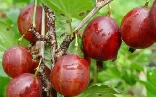 Бахмутский / Бахмутський