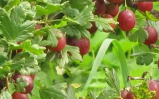 Высокий замок / Високий замок